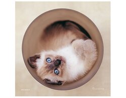 Produits entretien Kelnet MICROFIBRE Rachael Hale 2