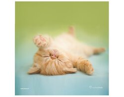 Produits entretien Kelnet MICROFIBRE Rachael Hale 2