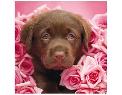 Produits entretien Kelnet MICROFIBRE Rachael Hale 2