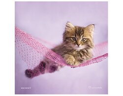 Produits entretien Kelnet MICROFIBRE Rachael Hale 2