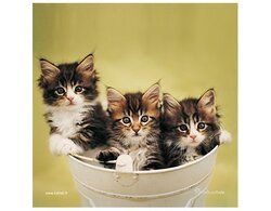 Produits entretien Kelnet MICROFIBRE Rachael Hale 2