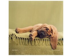 Produits entretien Kelnet MICROFIBRE Rachael Hale 2