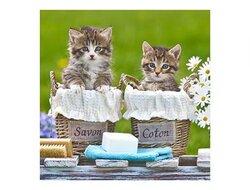 Produits entretien Kelnet MICROFIBRE Bébés Chatons