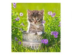 Produits entretien Kelnet MICROFIBRE Bébés Chatons