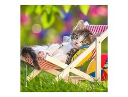 Produits entretien Kelnet MICROFIBRE Bébés Chatons