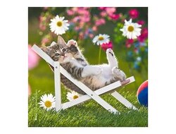 Produits entretien Kelnet MICROFIBRE Bébés Chatons