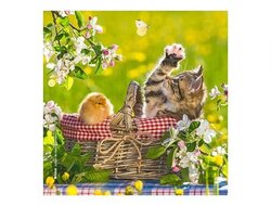 Produits entretien Kelnet MICROFIBRE Bébés Chatons