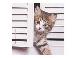 Produits entretien Kelnet MICROFIBRE Bébés Chatons