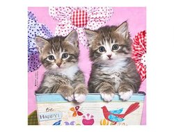 Produits entretien Kelnet MICROFIBRE Bébés Chatons