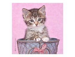 Produits entretien Kelnet MICROFIBRE Bébés Chatons