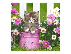 Produits entretien Kelnet MICROFIBRE Bébés Chatons