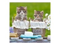 MICROFIBRE Bébés Chatons