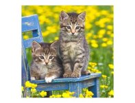 MICROFIBRE Bébés Chatons